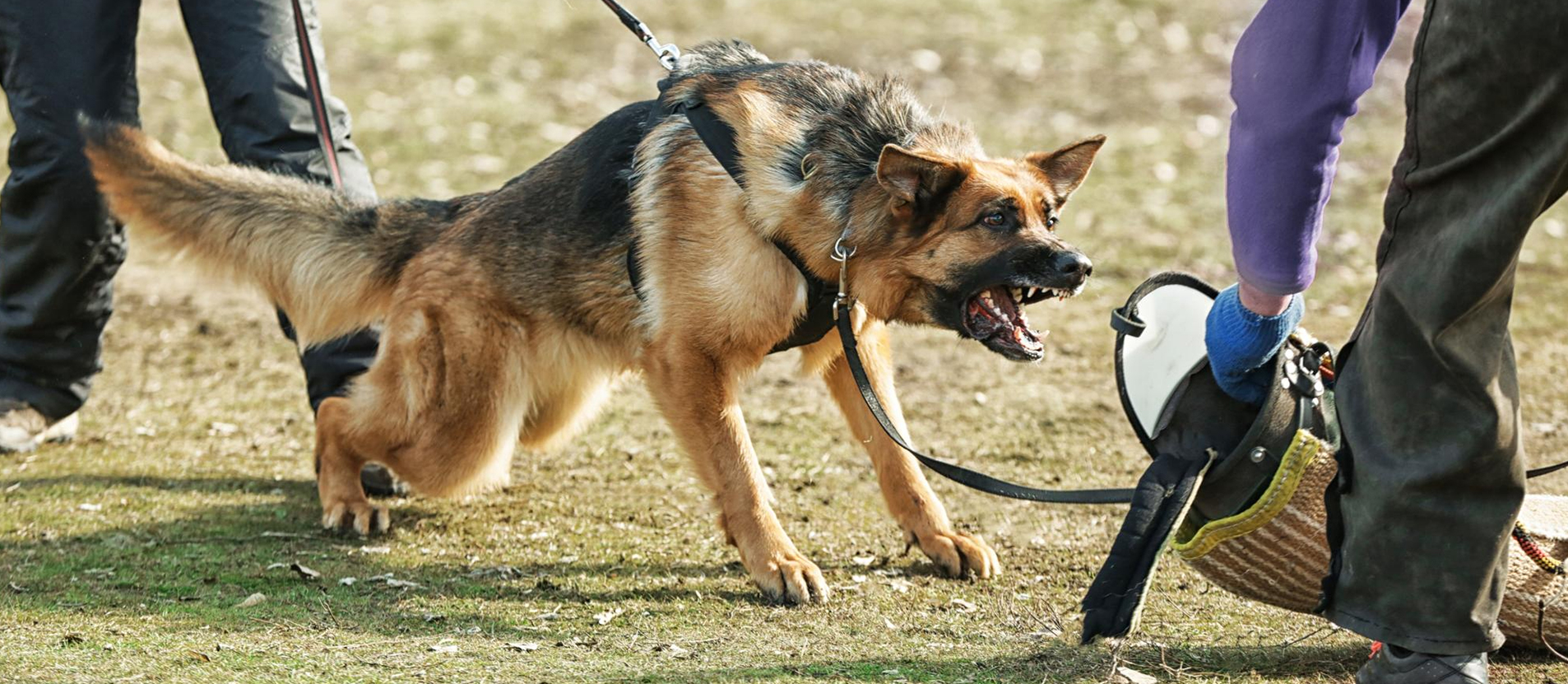 How Professional Dog Training Improves Behavior: Obedience, Discipline & Bonding how-professional-dog-training-improves-behavior-obedience-discipline-bonding