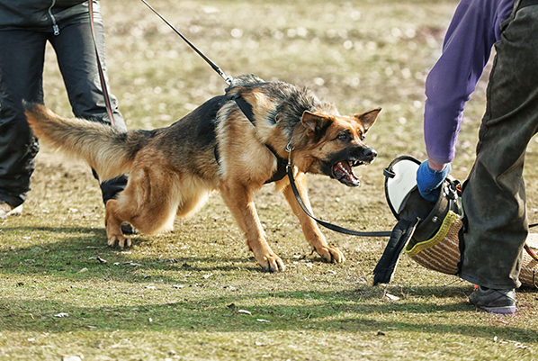 k9-trainer-academy K9 Trainer Academy