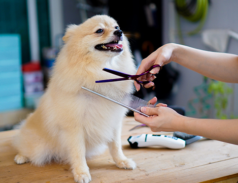 Grooming Services